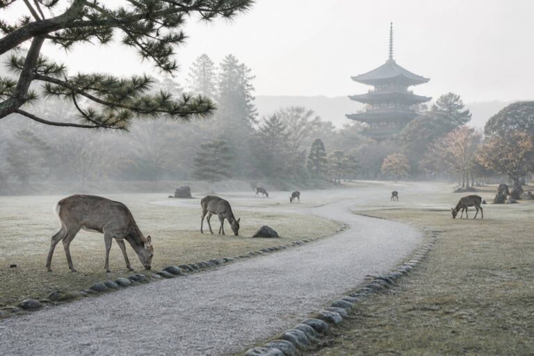 Que faire à nara en 2026 : découvrez les incontournables de la ville